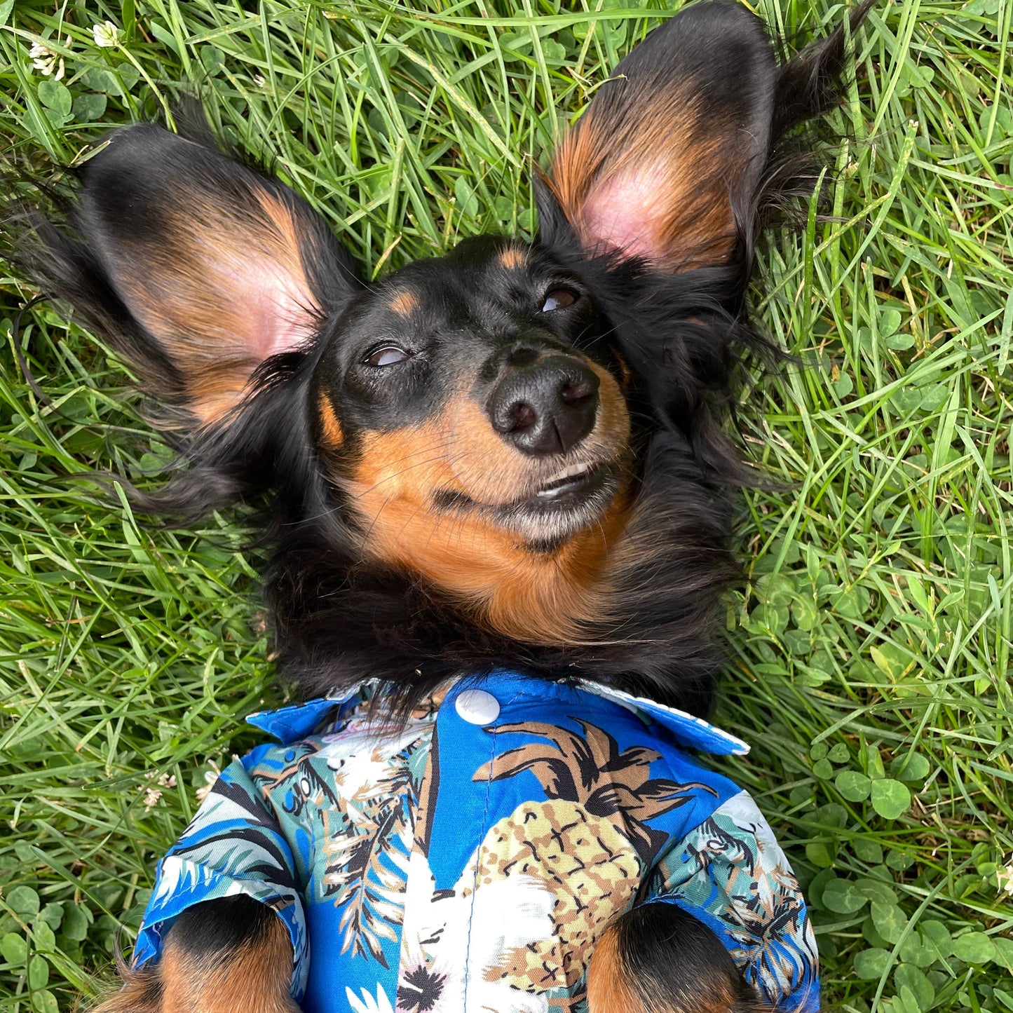 Short Sleeve Hawaiian Dog Shirt