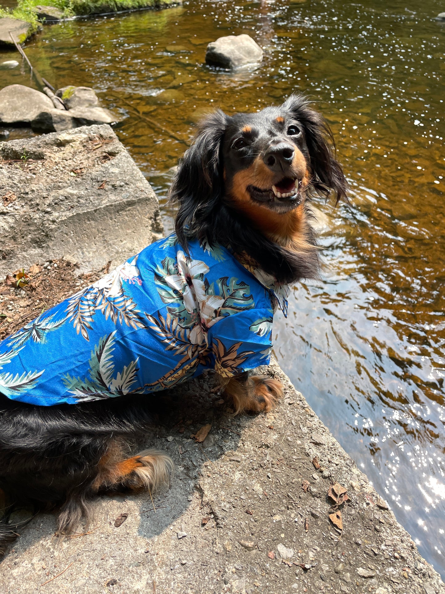 Short Sleeve Hawaiian Dog Shirt