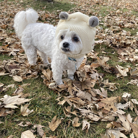 Teddy Bear Dog Hat