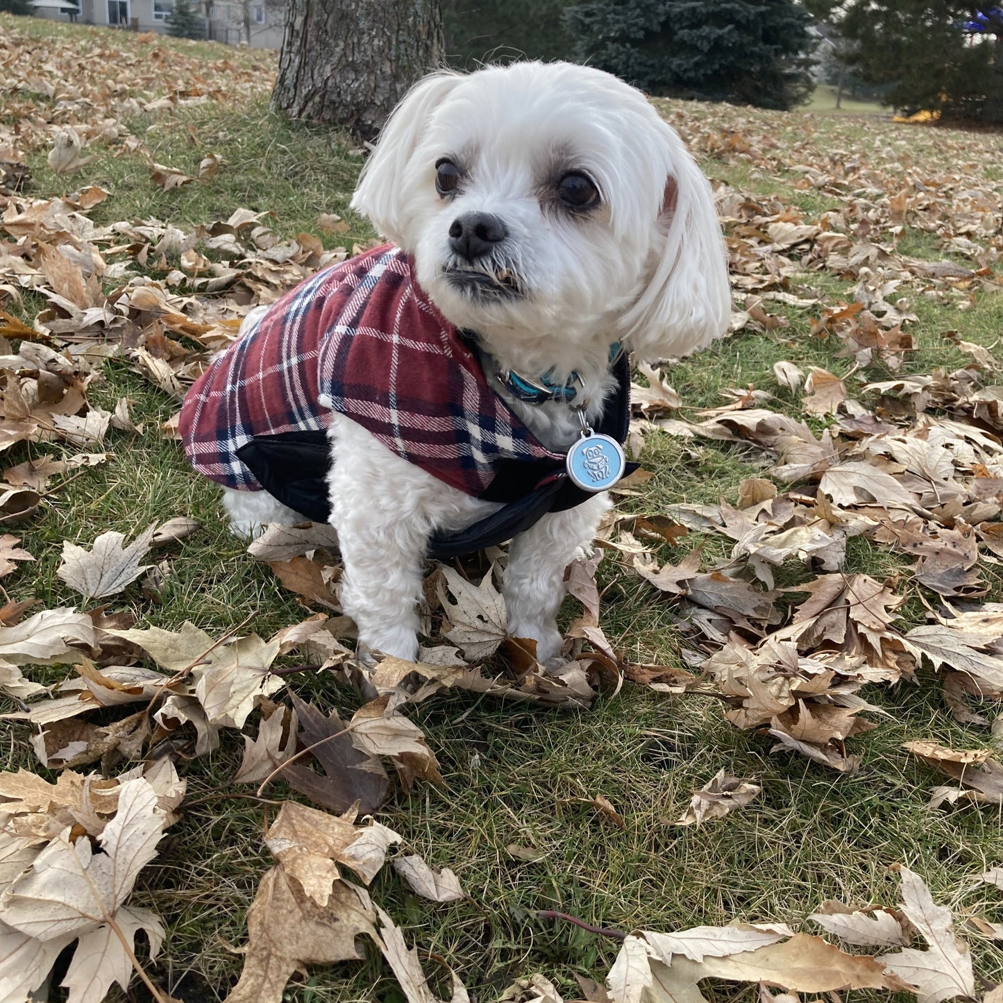 Plaid Reversible Coat