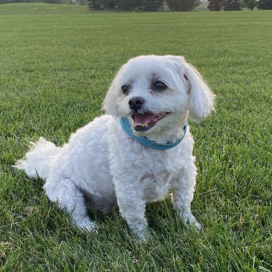 Cooling Breathable Pet Bandana