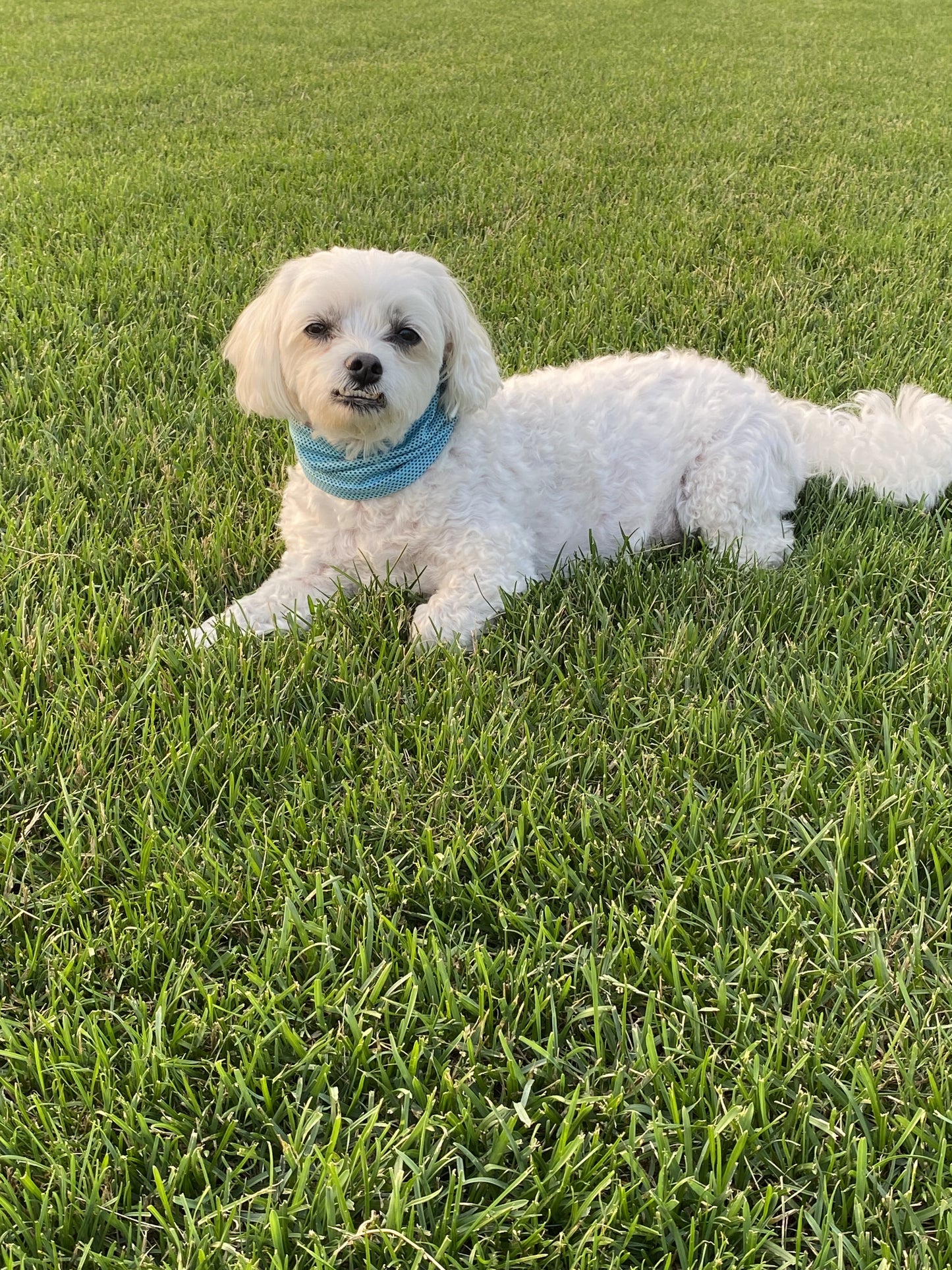 Cooling Breathable Pet Bandana